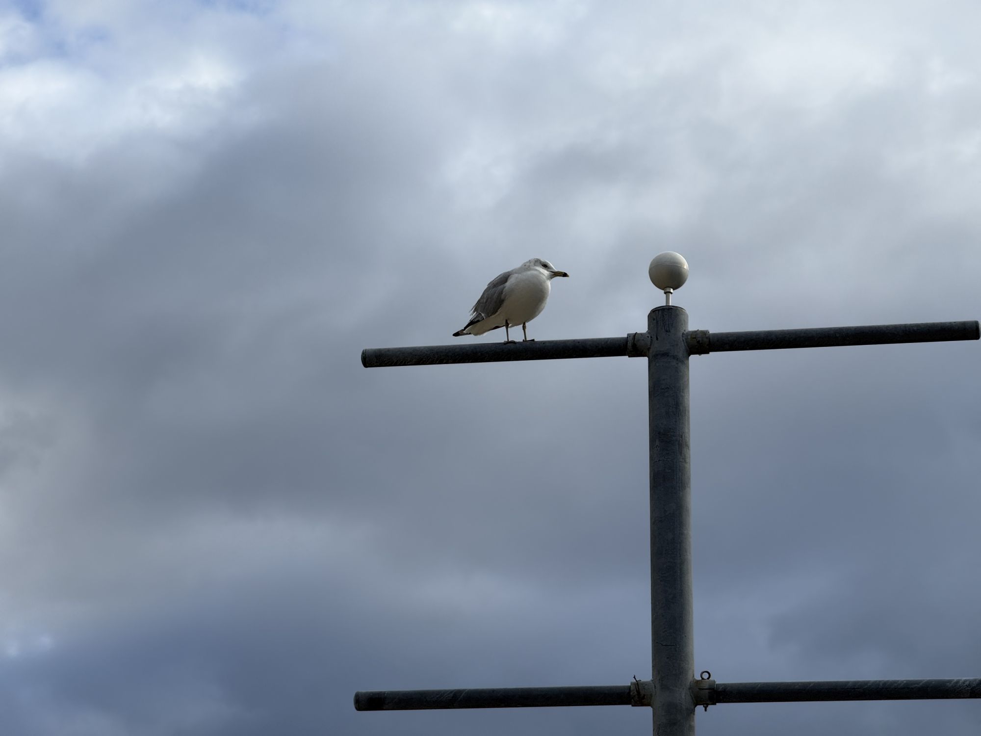 Shiftcam 240mm Super Zoom Tele zoom sample.