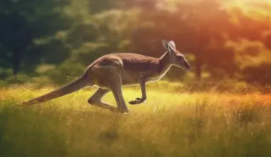 Giant prehistoric kangaroos were likely able to hop, fossil study suggests