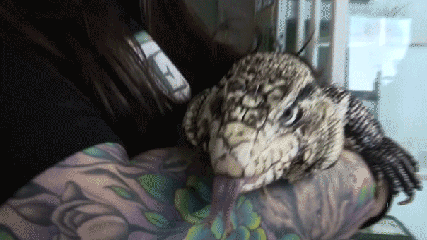 A GIF of a lizard sticking out its tounge