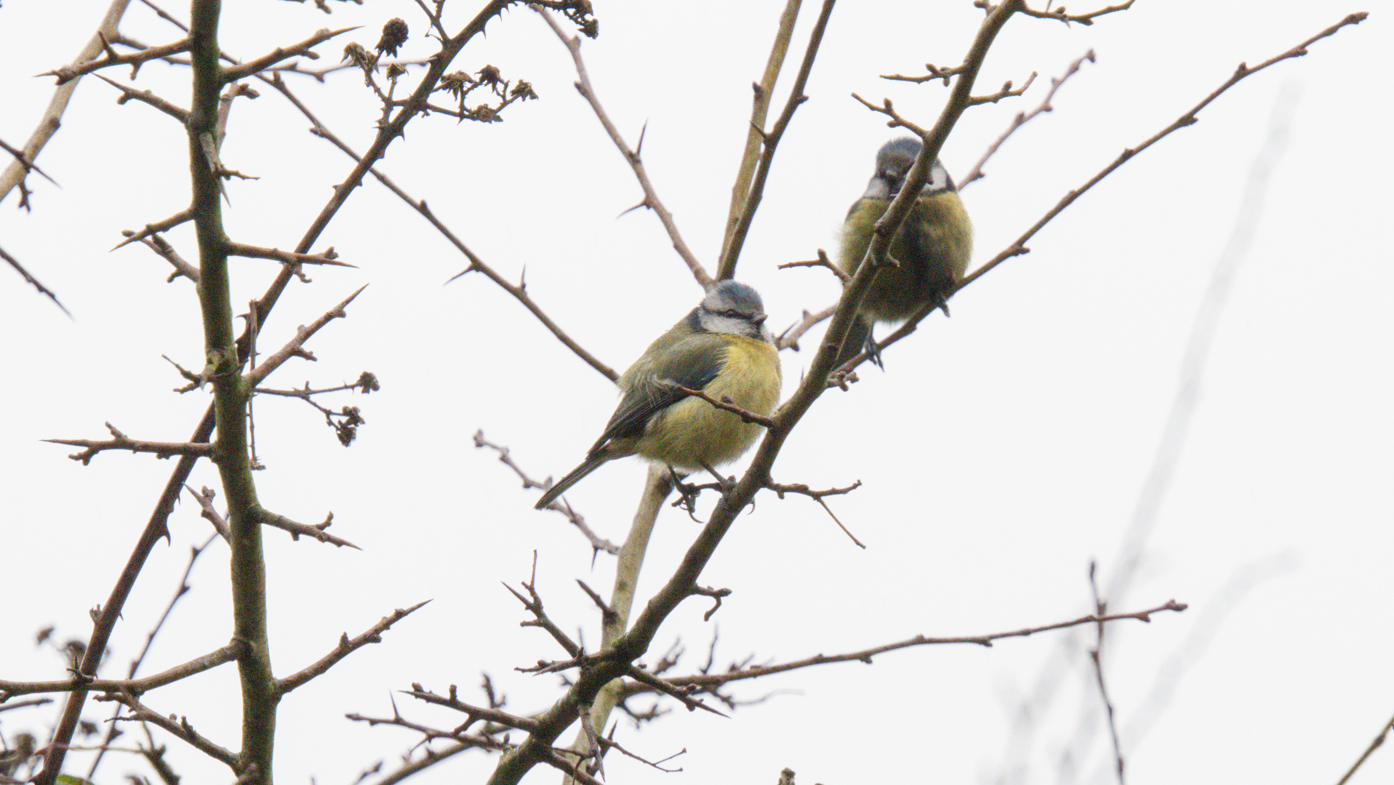 A wildlife photo taken on an OM System OM-1 Mark II mirrorless Micro Four Thirds camera