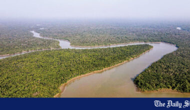 Bengal tiger trapped in Sundarbans; rescue operation underway