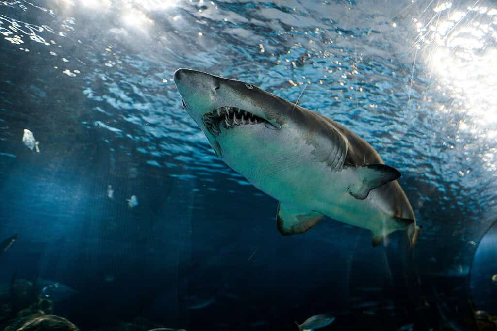 Great White Shark swimming underwater in the ocean, highlighting marine life and ocean conservation.