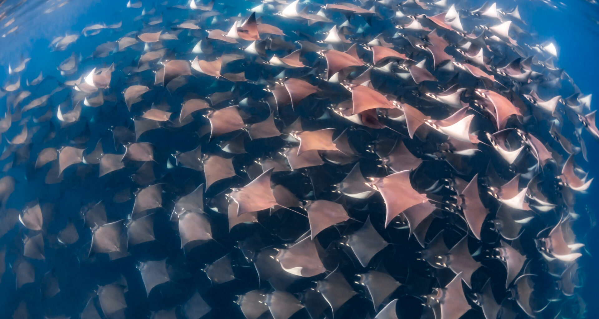 Global report identifies critical habitats for migratory sharks and rays - Press release