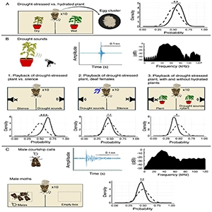 Moths and insects listen to plants talk to each other before laying eggs. In all panels A-D, the sound played in the setup is presented in the left section (treatment). The posterior distribution is depicted by solid lines. The prior distribution is represented by dashed lines. Credit: Tel Aviv University