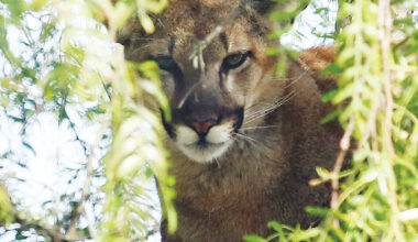 Mountain lion seen on Main Street | The Pajaronian