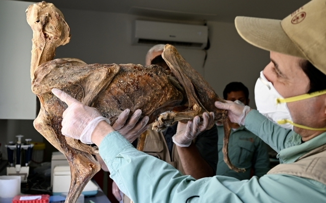 researcher with mummified cheetah