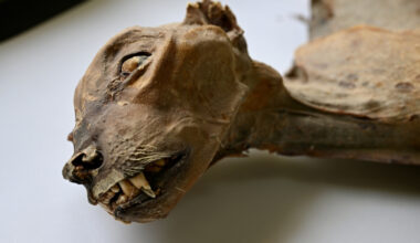 Scientists Discover 7 Rare Mummified Cheetahs in Arabian Desert : ScienceAlert