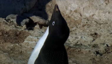 How to Watch Encounters at the End of the World?