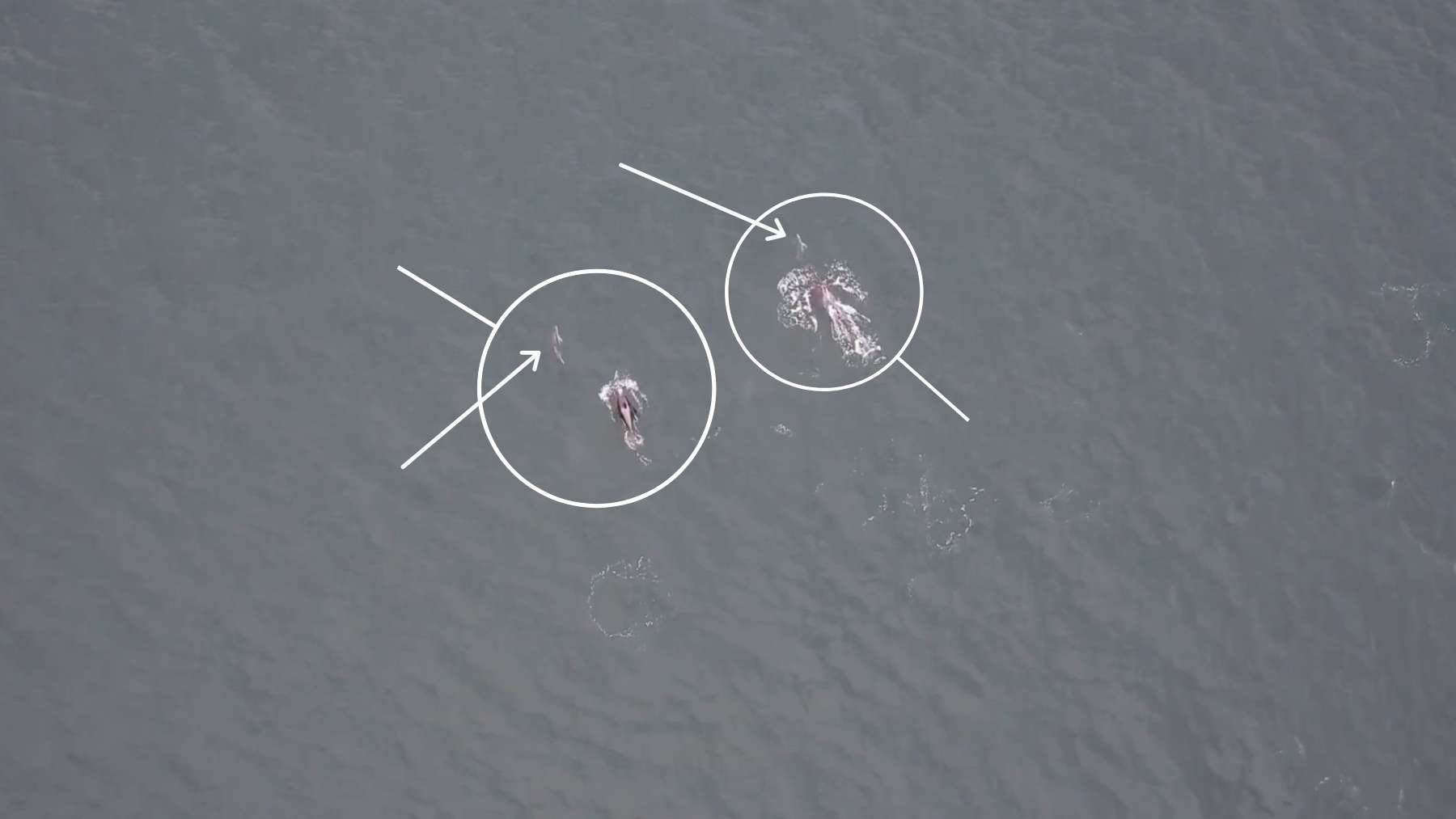 For the first time on video: orcas and dolphins “team up” to hunt chinook salmon off the coast of Vancouver Island