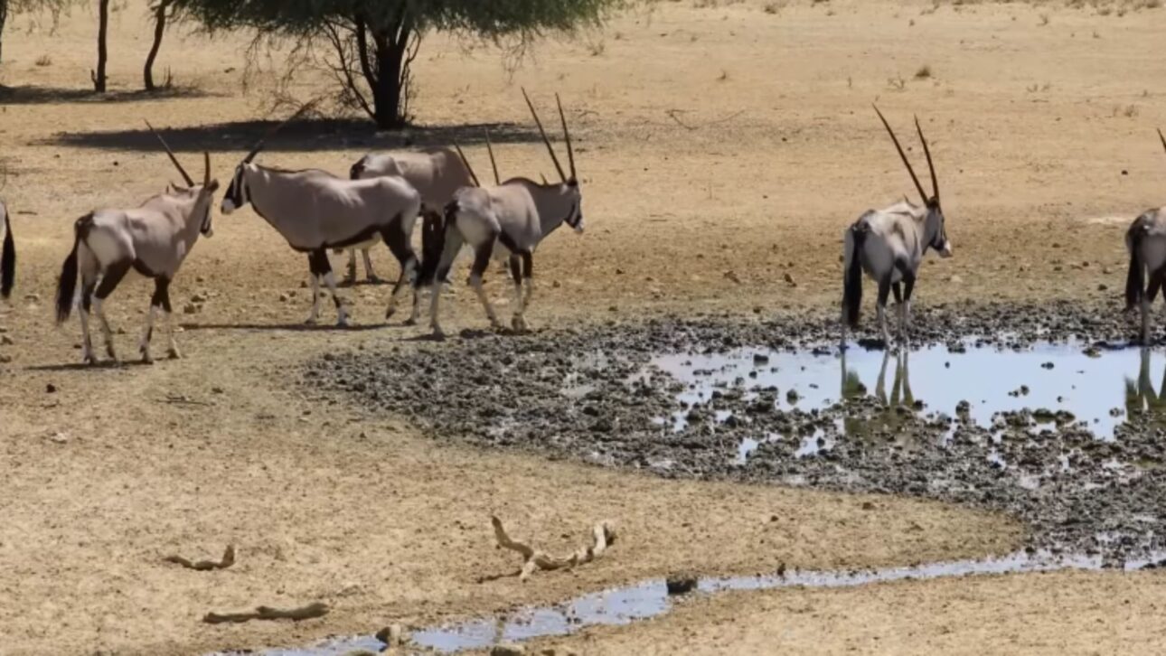Oryx antelopes walking in the Sahara Desert with vegetation sprouting around them.