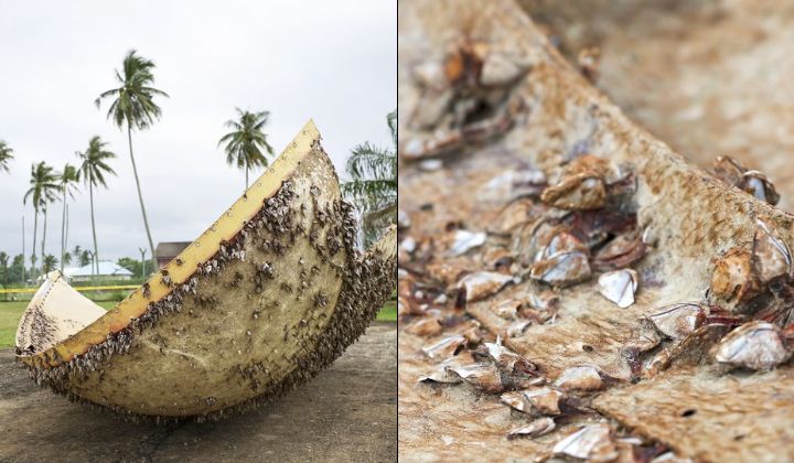 ‘’Godzilla’s Toenail?’’ Foreign Object Found In Pahang Believed To Be Space Debris