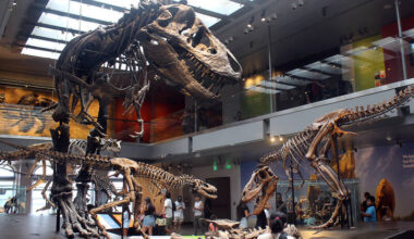 Study finds Tyrannosaurus rex did not reach full size until age 40