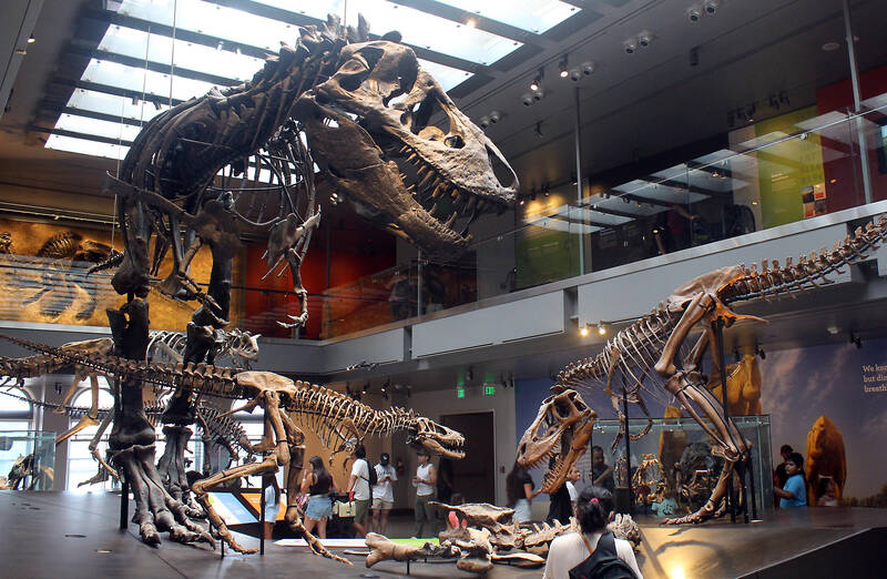 Study finds Tyrannosaurus rex did not reach full size until age 40