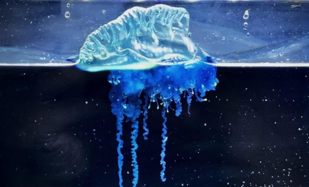 Physalia Mikazuki Sp. Nov., A Newly Described Portuguese Man Of War Collected From Gamo Beach, Sendai Bay