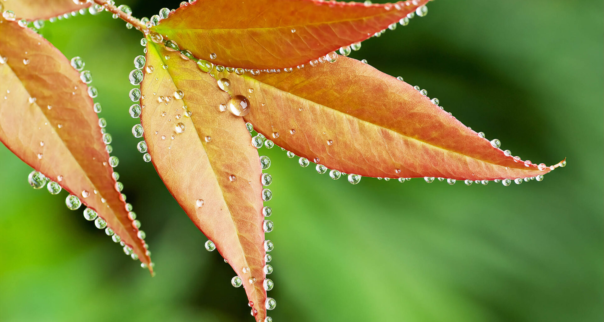 Study shows why trees don't grow faster when CO2 levels are high