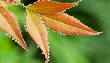 Study shows why trees don't grow faster when CO2 levels are high