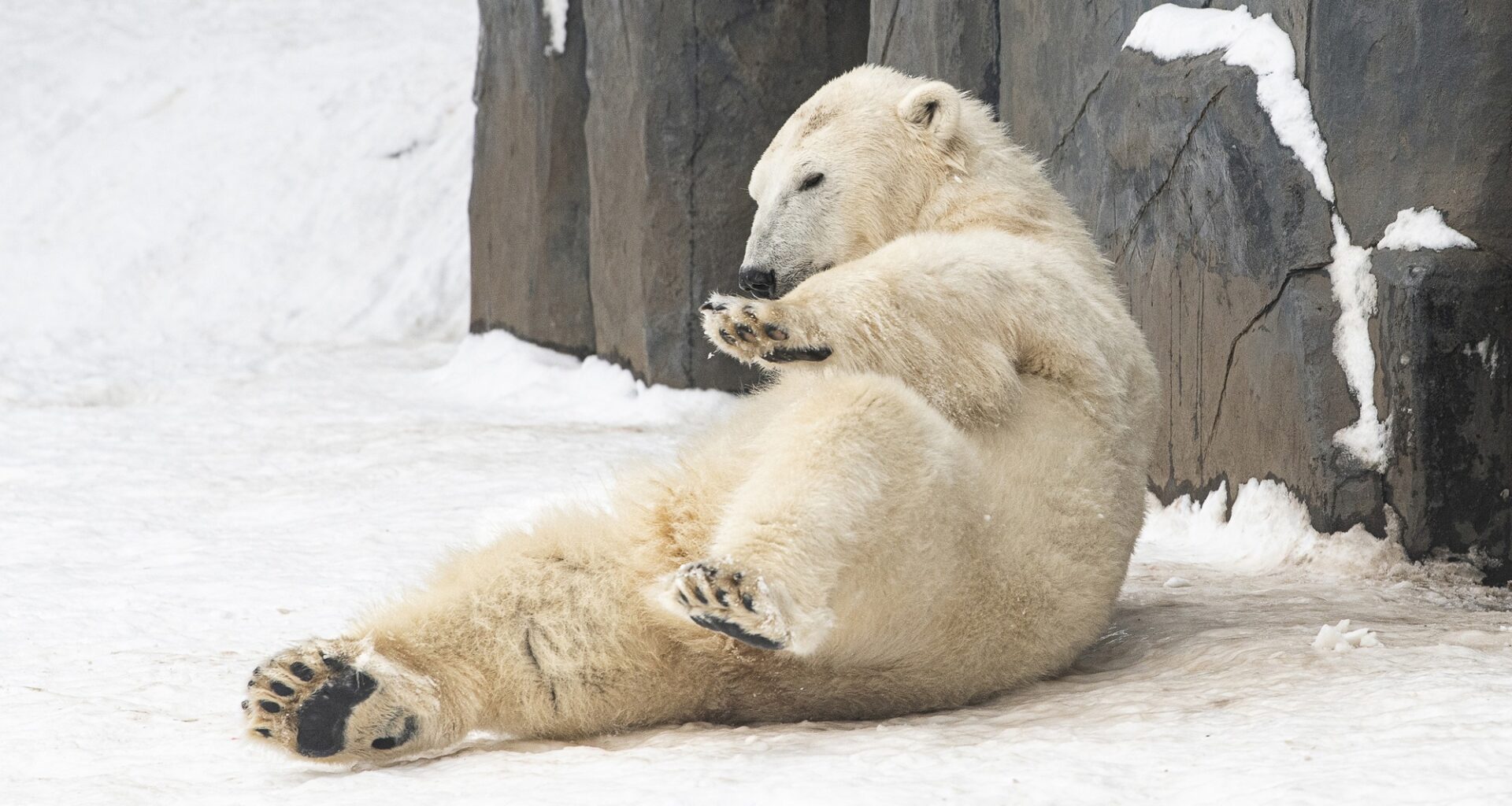 Polar Bears Enjoying Their First Snow in Hungarian Zoo Go Viral