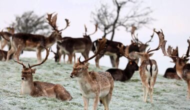 Putting deer on contraceptives among proposals received for wildlife legislation review