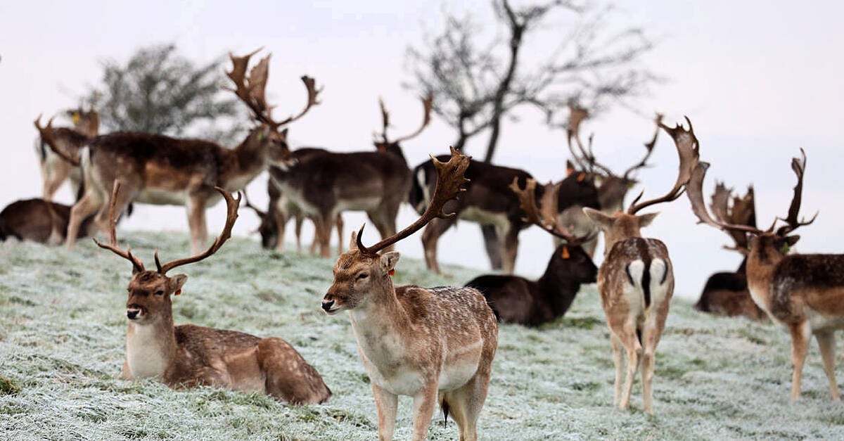 Putting deer on contraceptives among proposals received for wildlife legislation review