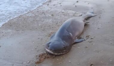 Rare deep-sea gray sixgill shark washes ashore near Netanya