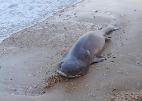 Rare deep-sea gray sixgill shark washes ashore near Netanya