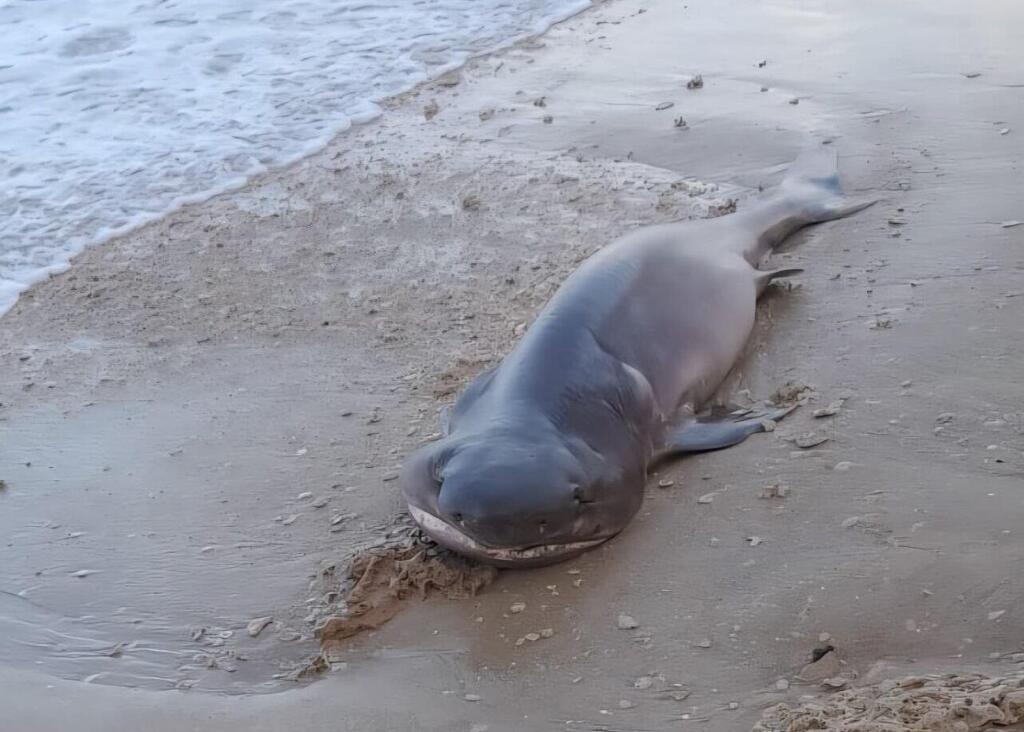 Gray sixgill shark carcass found on Shoshanat HaAmakim Beach near Netanya (Photo: Uri Yosef) כריש שש-זים אפור בחוף שושנת העמקים בנתניה