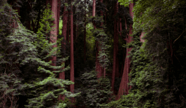 Rare Predator Thought To Be Extinct Spotted On Camera In California’s Remote Forests