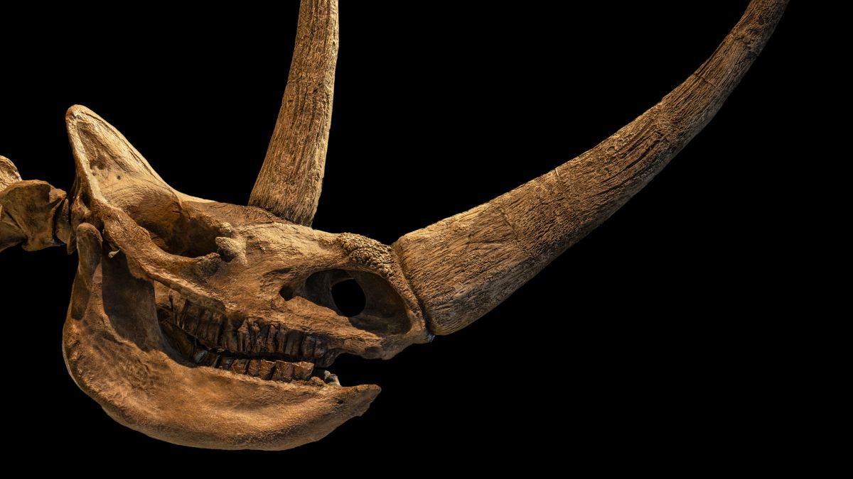 An Ancient Wolf Cub's Last Meal Just Rewrote The Woolly Rhino Extinction Story : ScienceAlert