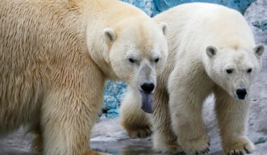 Polar bear attacks and injures 3 family members in Russia