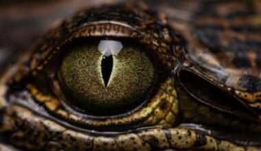 Scientists Found A Sleek Black Animal In An Old Gold Mine