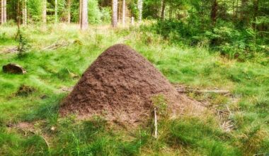 Brighter Side of News