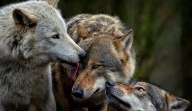 A trio of grey wolves