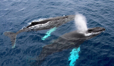 A pair of humpback whales near the surface of the water.