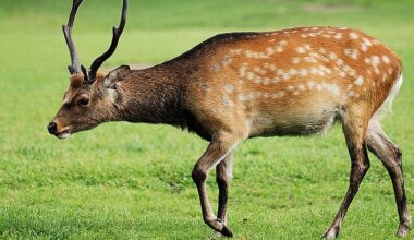 Sika deer declared as invasive species in the European Union