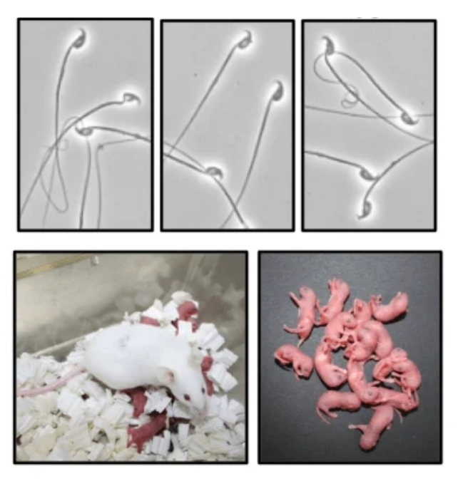 images of sperm, mice, and mice pups