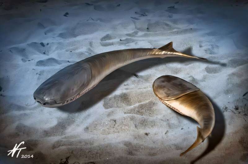 The Age Of Fishes Bega