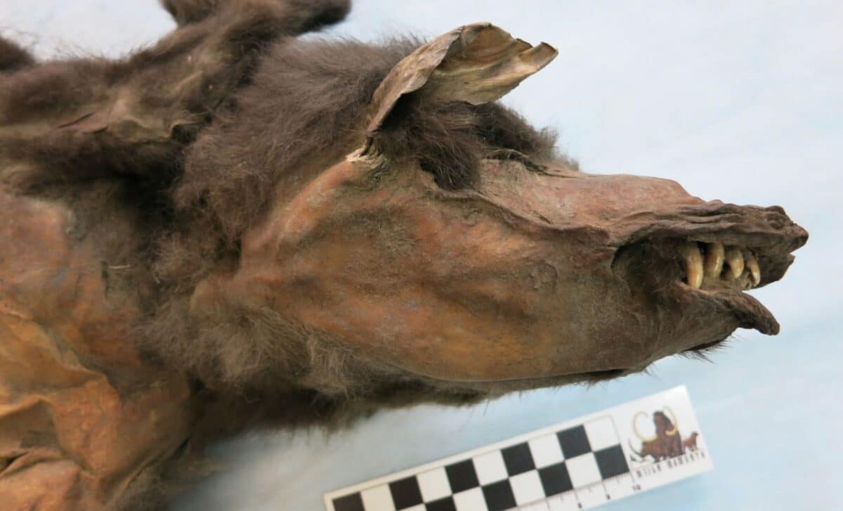 The Preserved Wolf Cub Found In Tumat, Siberia. © Mietje Germonpré