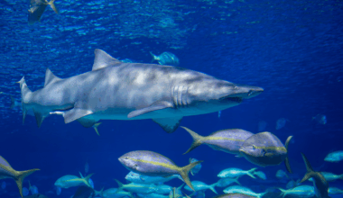 This Forgotten Mass Extinction Event Rewrote The Future Of Marine Life Forever!