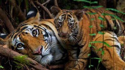 India saved its tigers. Now big cats are running out of room