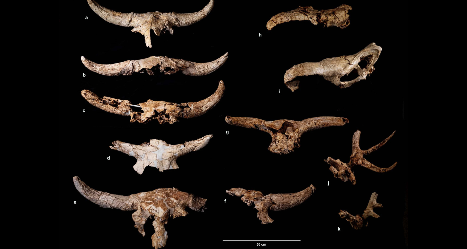 11 skull fragments of horned and antlered large mammals against a black background