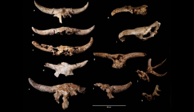 11 skull fragments of horned and antlered large mammals against a black background