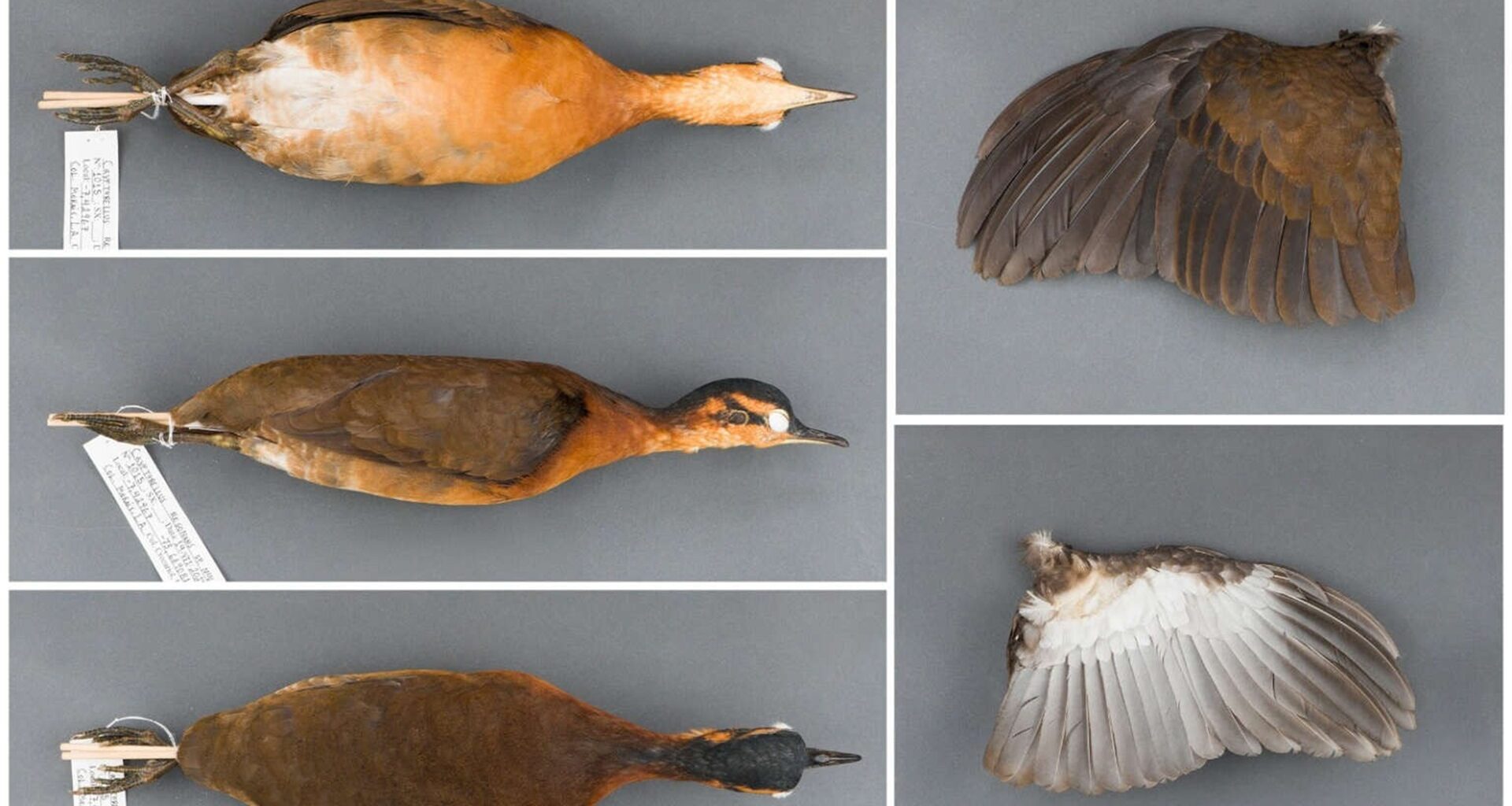 A new species of Tinamus resonans bird has been discovered in the Serra do Divisor, Acre, revealing unique and threatened biodiversity in the Amazon.