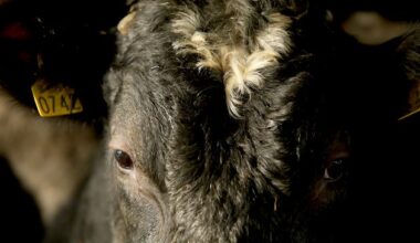 Three bluetongue vaccines approved for use in Ireland, though immunity duration still unclear