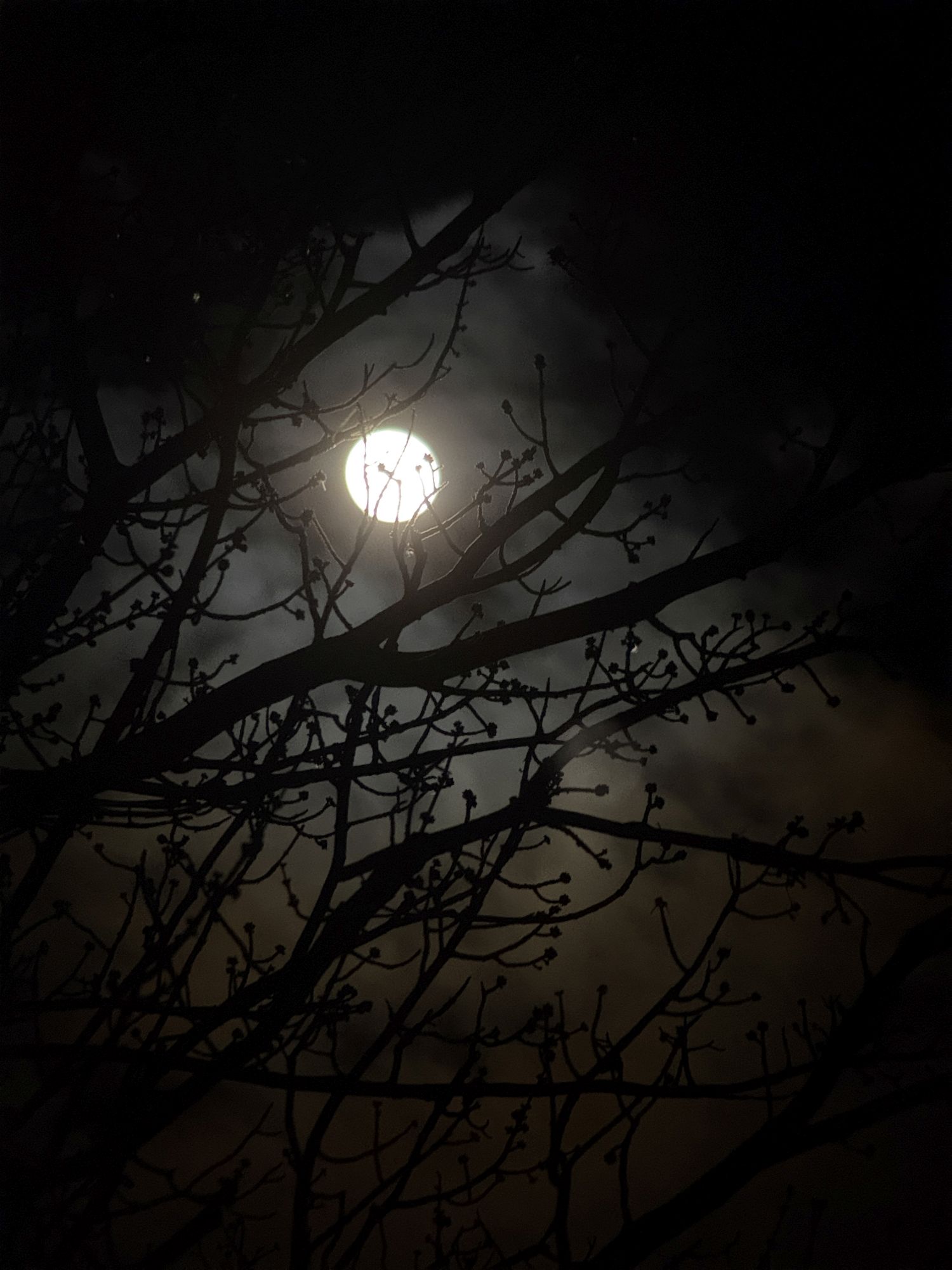 Shiftcam 240mm Super Zoom Tele zoom sample.