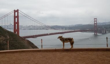 Coyote scrambles onto Alcatraz Island after perilous, never-before-seen swim