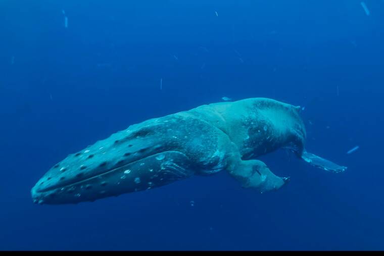 NOAA asks mariners to watch out for entangled humpback whale