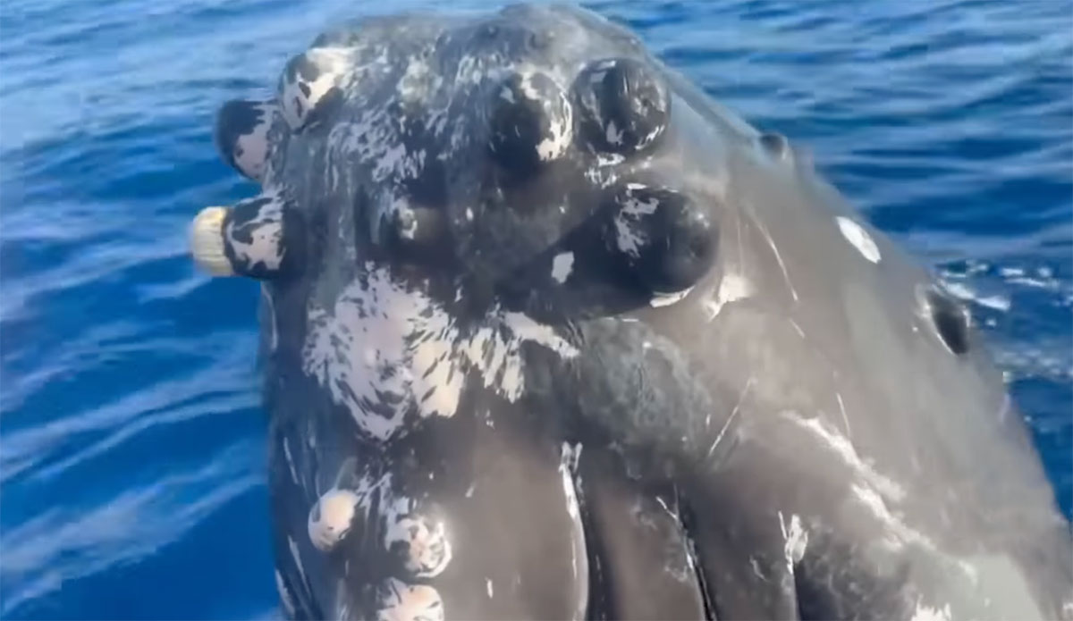 humpback whales mugging off Maui