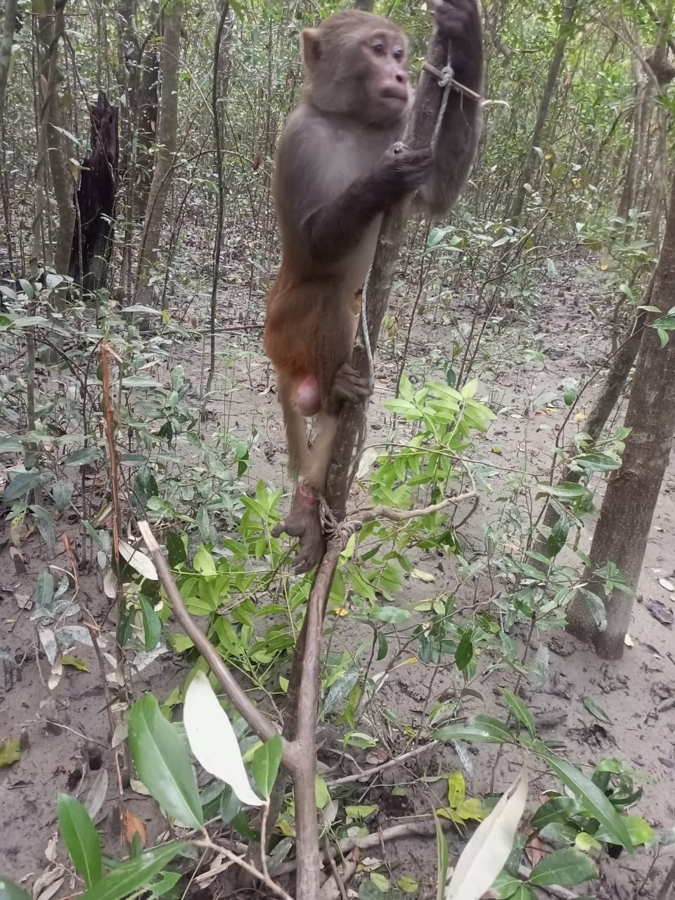 Sometimes even monkeys and wild boars are trapped in deer traps.