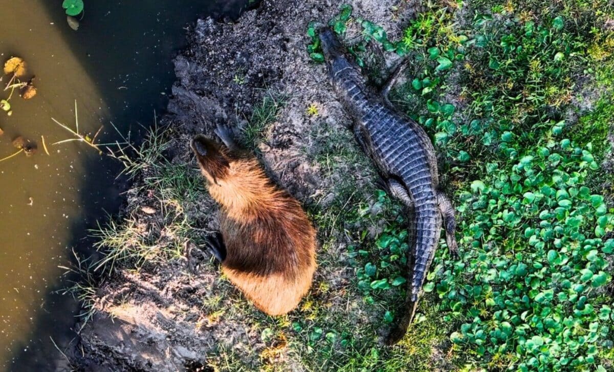 Why These Giant Rodents Chill With Crocodiles