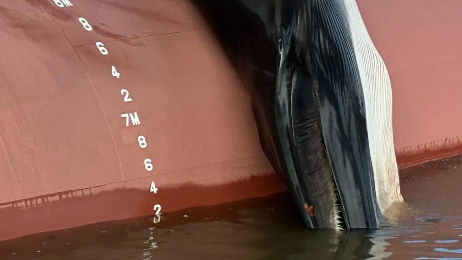 Dead whale found on bow of ship in New Jersey sparks investigation